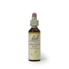 Chestnut Bud (Sabedoria) Floral De Bach