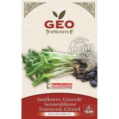 Girassol - Sementes Para Germinar Bio