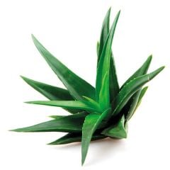 Aloe Vera Bio - Kg