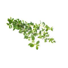 Oregãos Secos Bio - Emb 25G