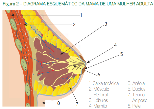 diagrama esquemático mama da mulher adulta